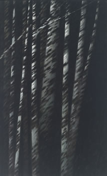 Robert Kipniss: Forest Nocturne V Robert Kipniss: Forest Nocturne V